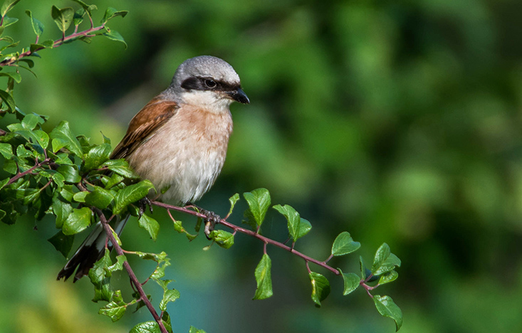 N71 9856 Neuntötermännchen