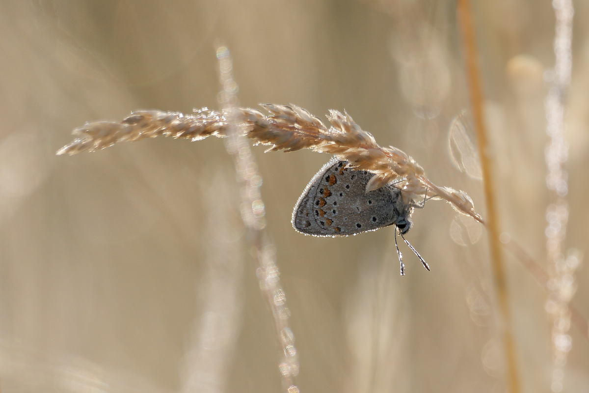 N7103547nikon.jpg