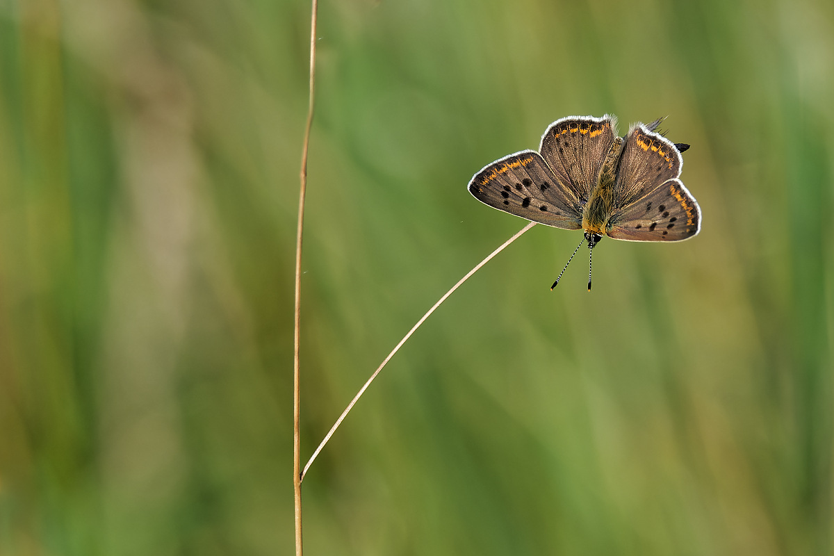 N7103635nikon.jpg