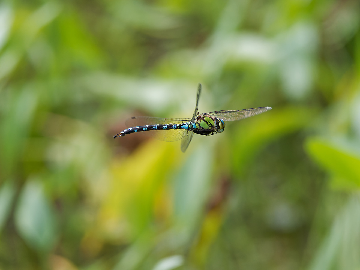N7133722nikon.jpg