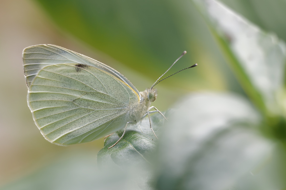 N7133727nikon.jpg