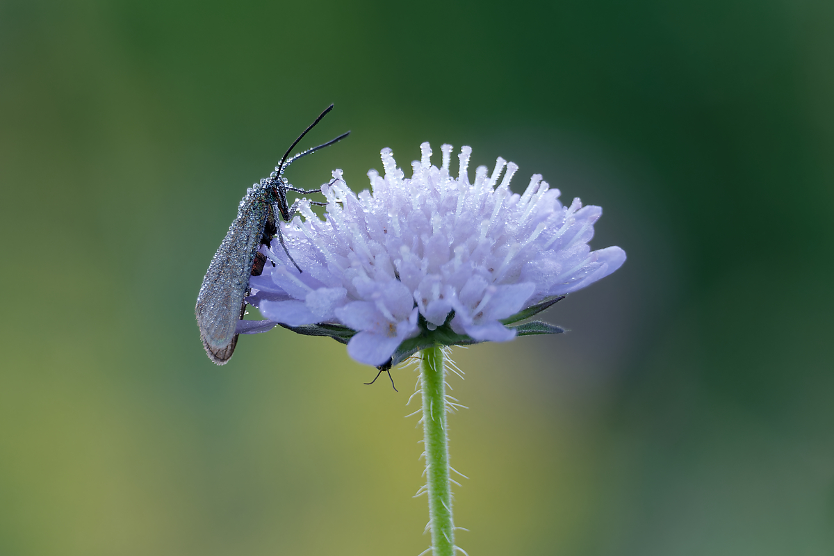 N7145467nikon.jpg