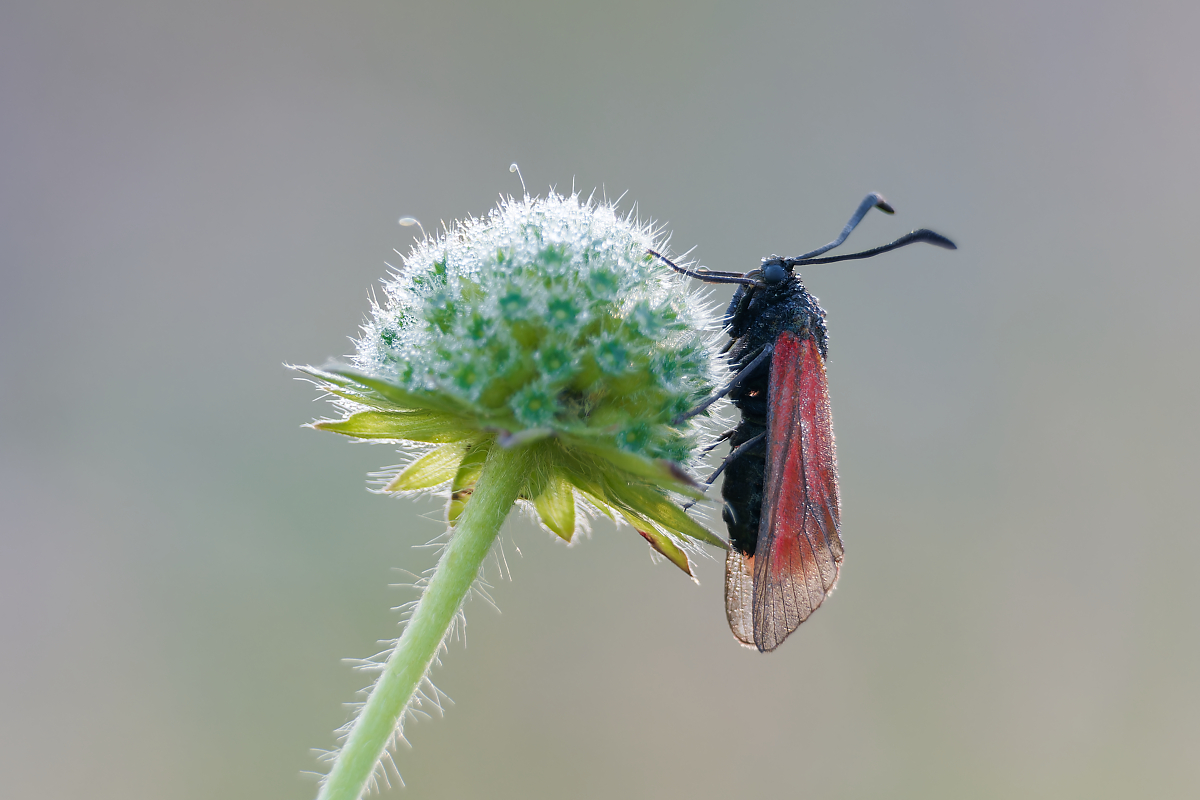 N7145472nikon.jpg