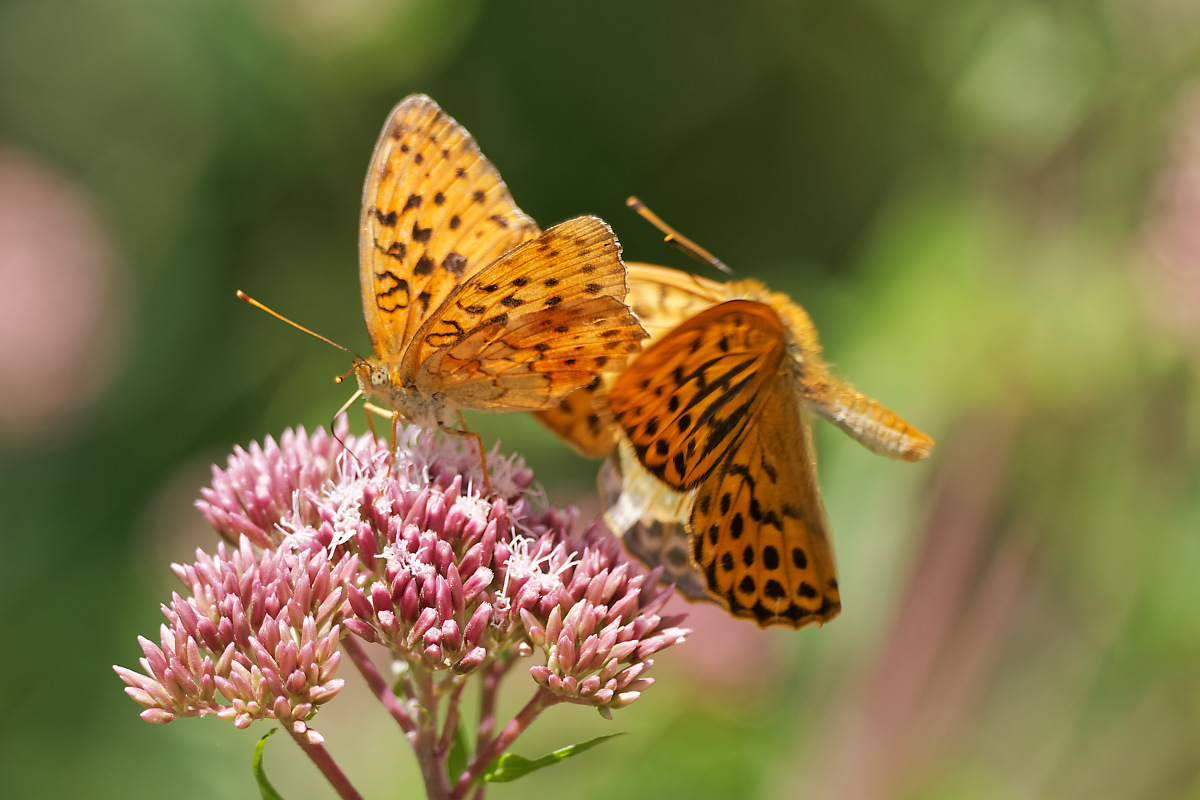 N7174312nikon.jpg