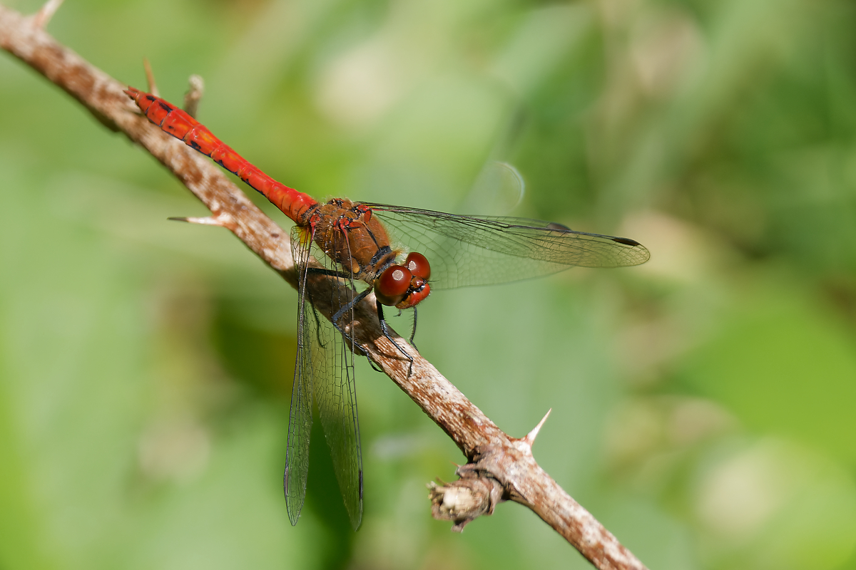 N7185861nikon.jpg