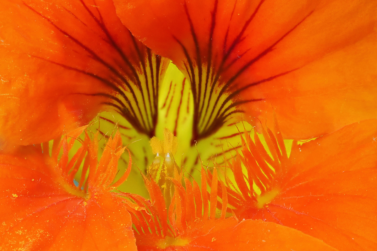 N7246053nikon.jpg