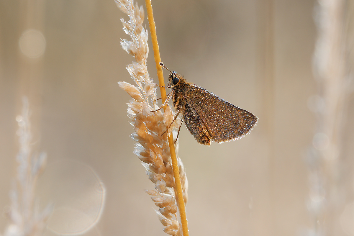 N7256101nikon.jpg