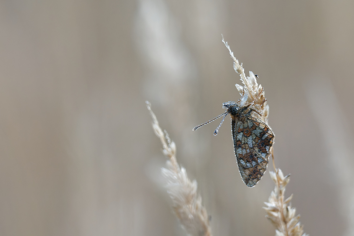 N7256135nikon.jpg