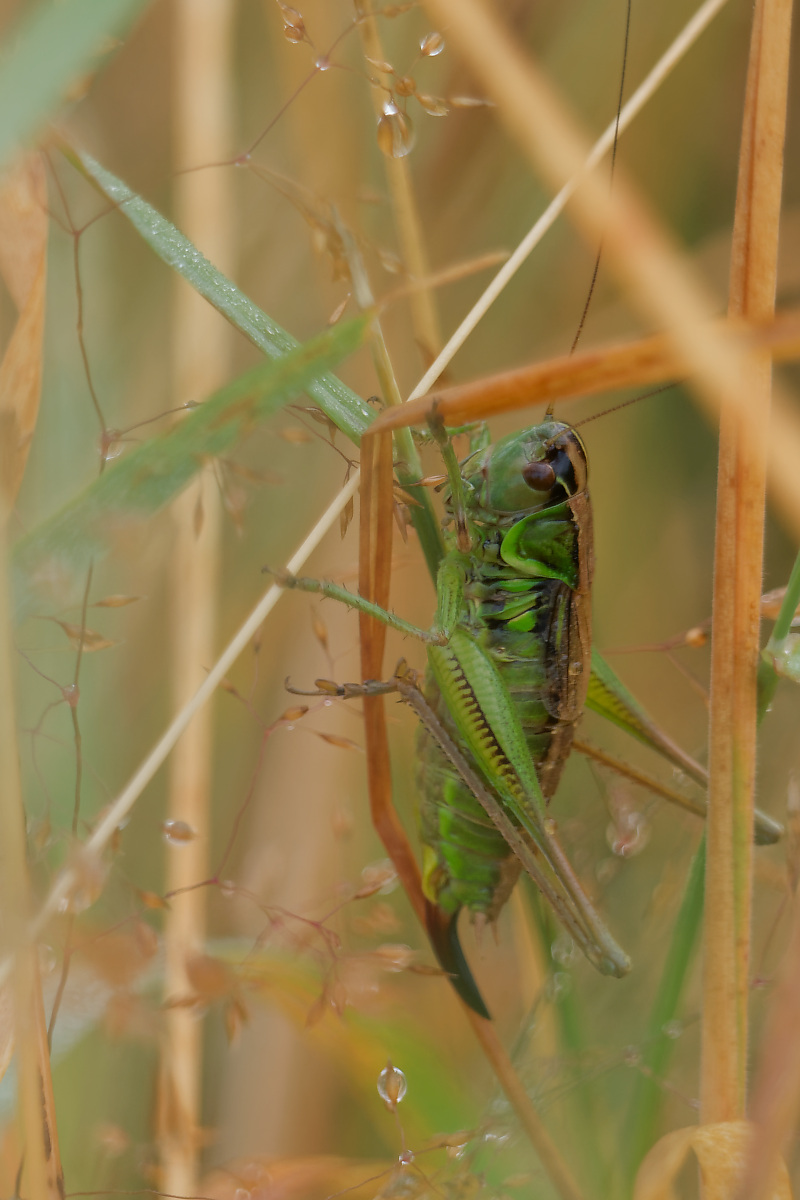 N7286567nikon.jpg