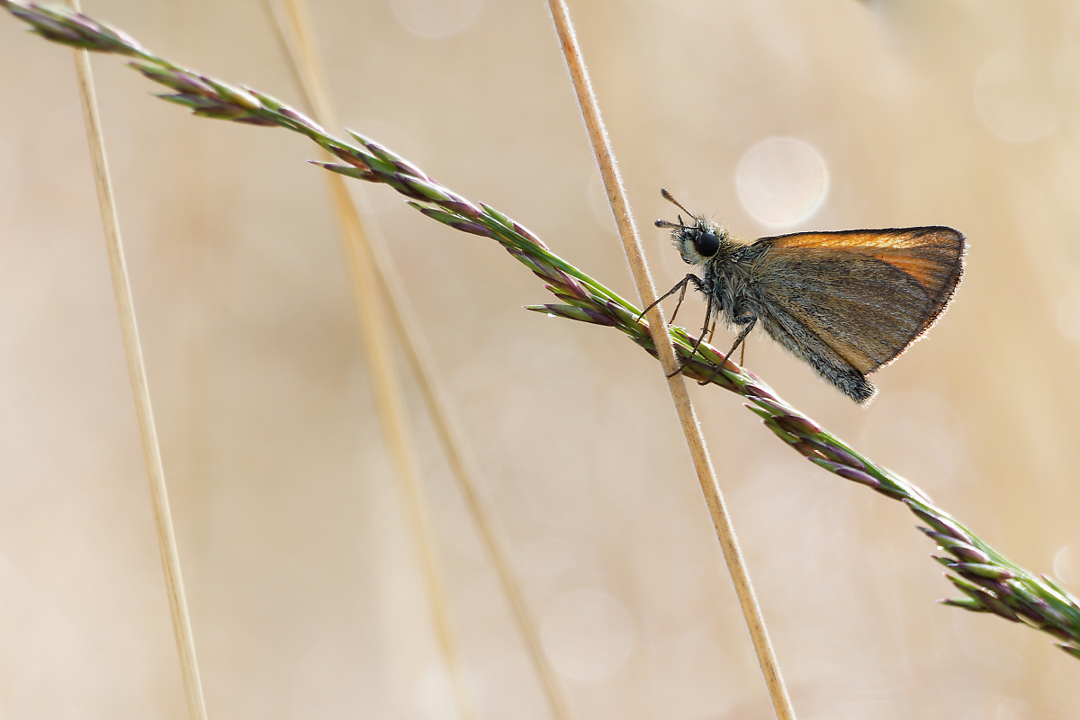 N7286614nikon.jpg