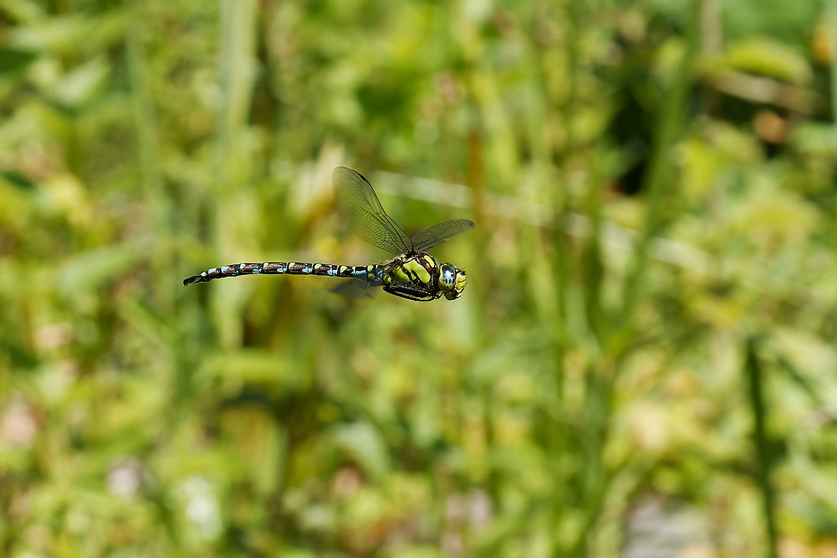 N7296641nikon.jpg
