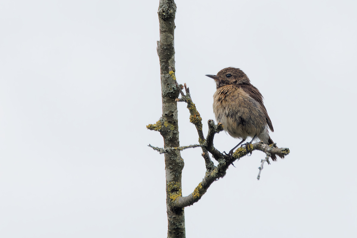 N8084736nikon-1.jpg