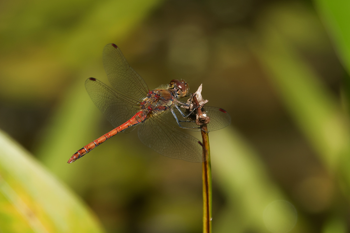 N8118791nikon.jpg