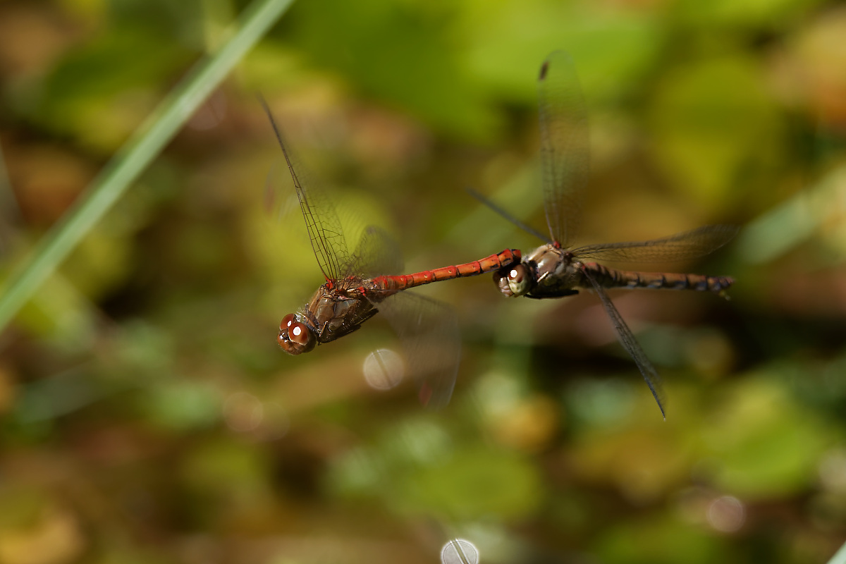 N8118883nikon.jpg