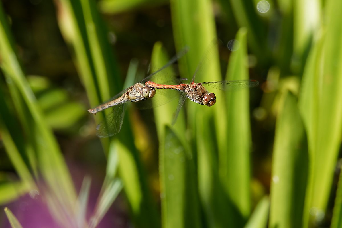N8118891nikon.jpg