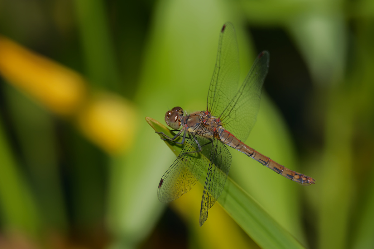 N8118898nikon.jpg