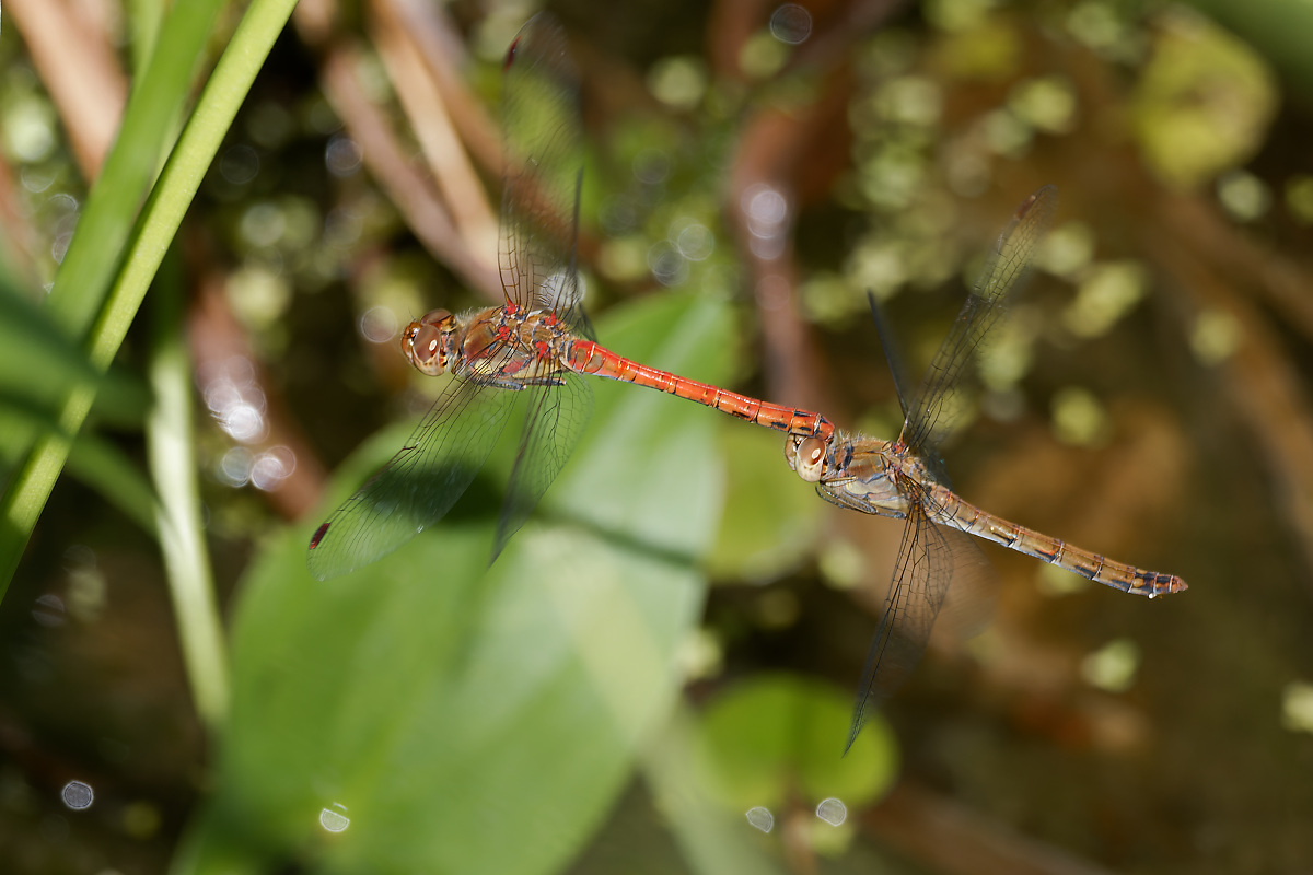 N8159474nikon.jpg