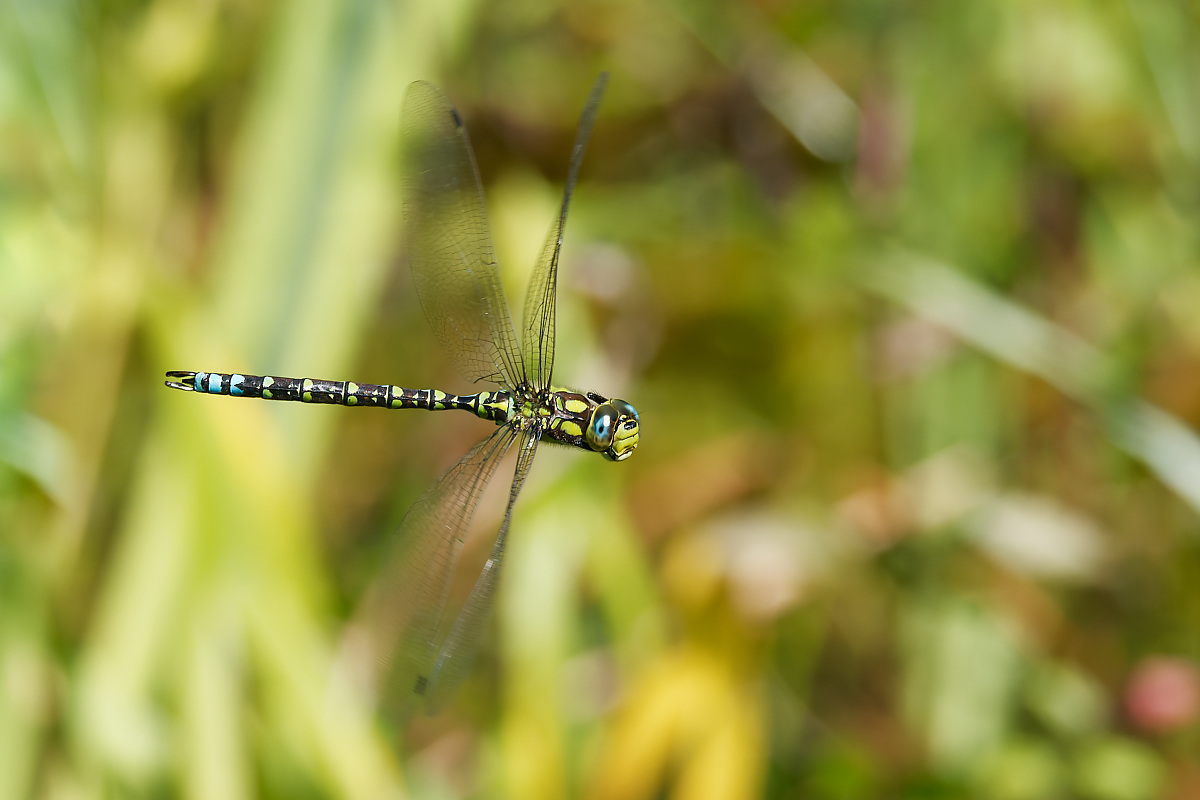N8159486nikon.jpg
