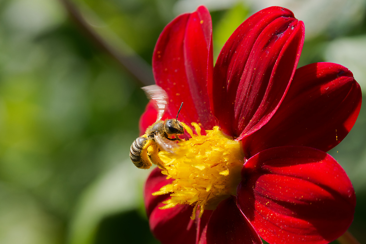 N8175833nikon.jpg