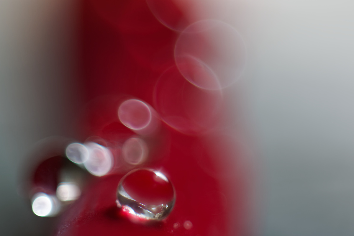 N8259946nikon.jpg