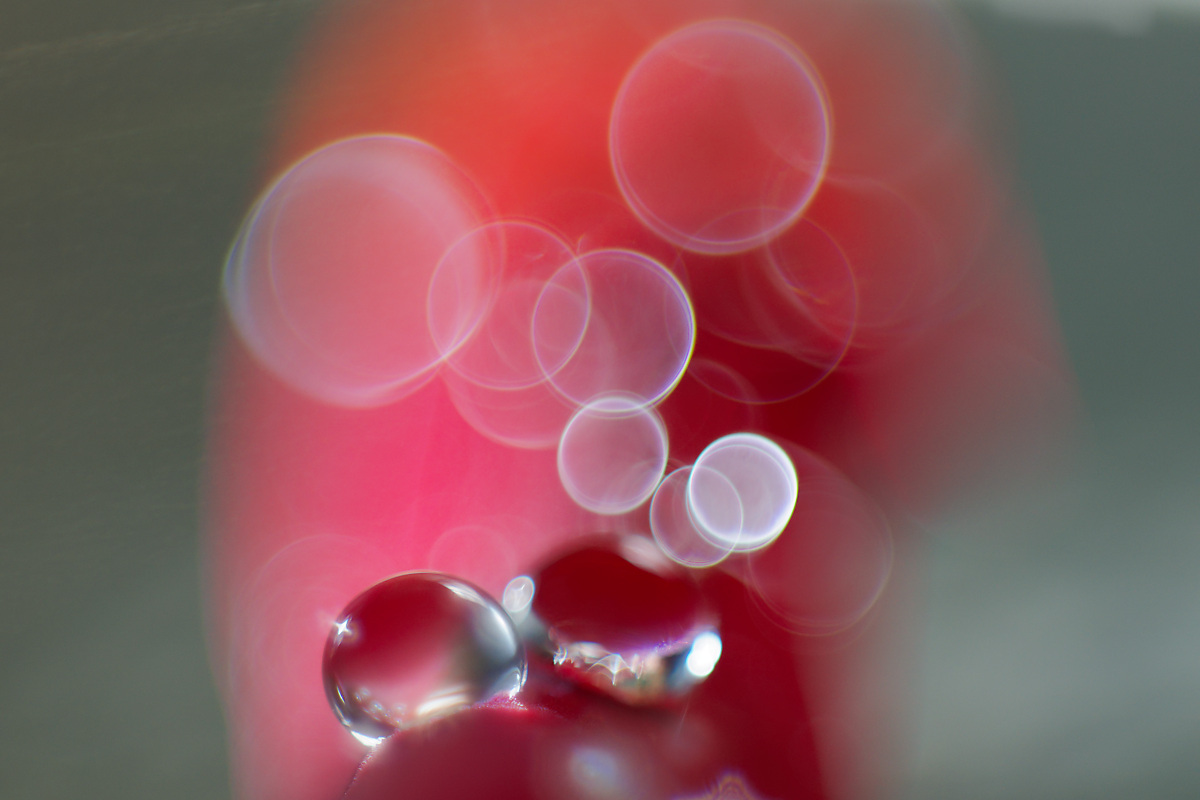 N8259957nikon.jpg