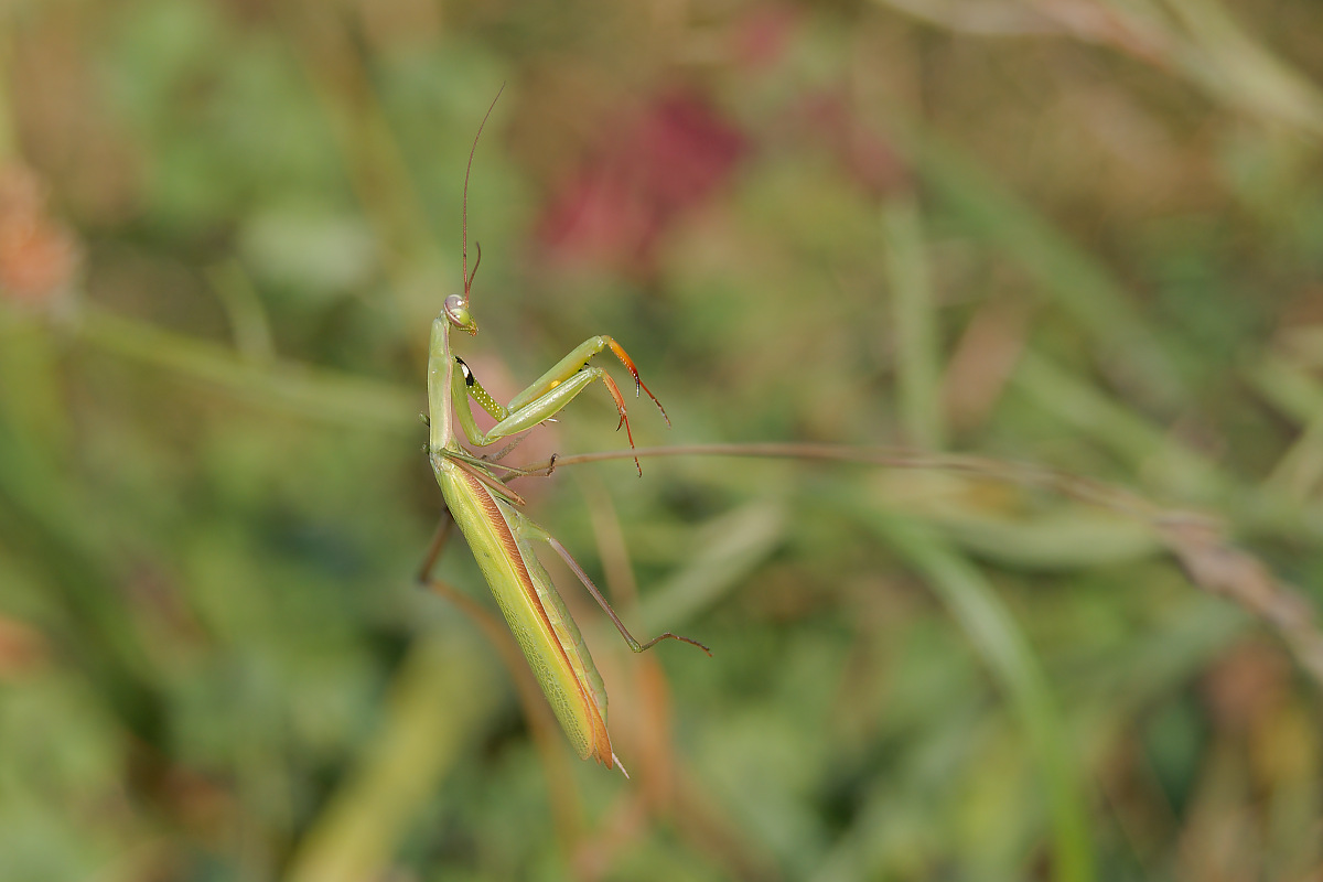 N8266655nikon.jpg