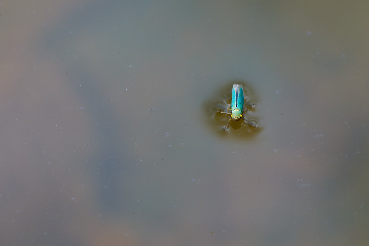 N8266734nikon.jpg