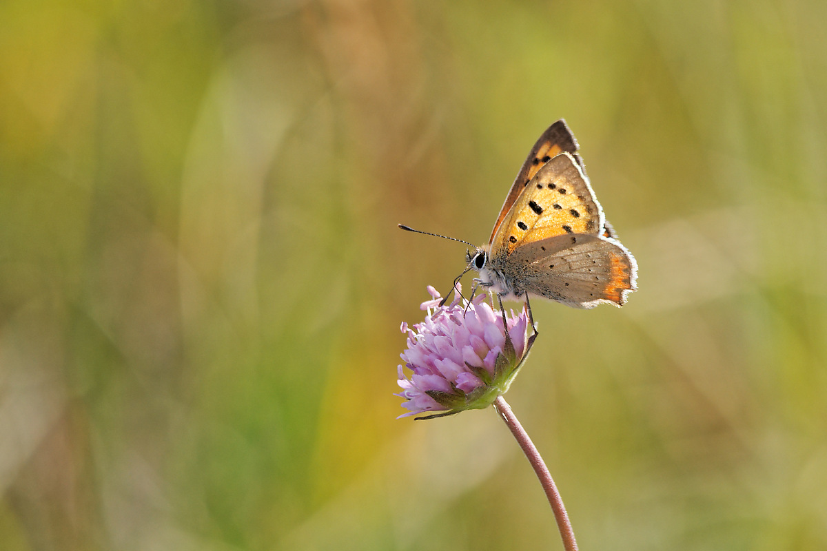 N8276769nikon - Kopie.jpg