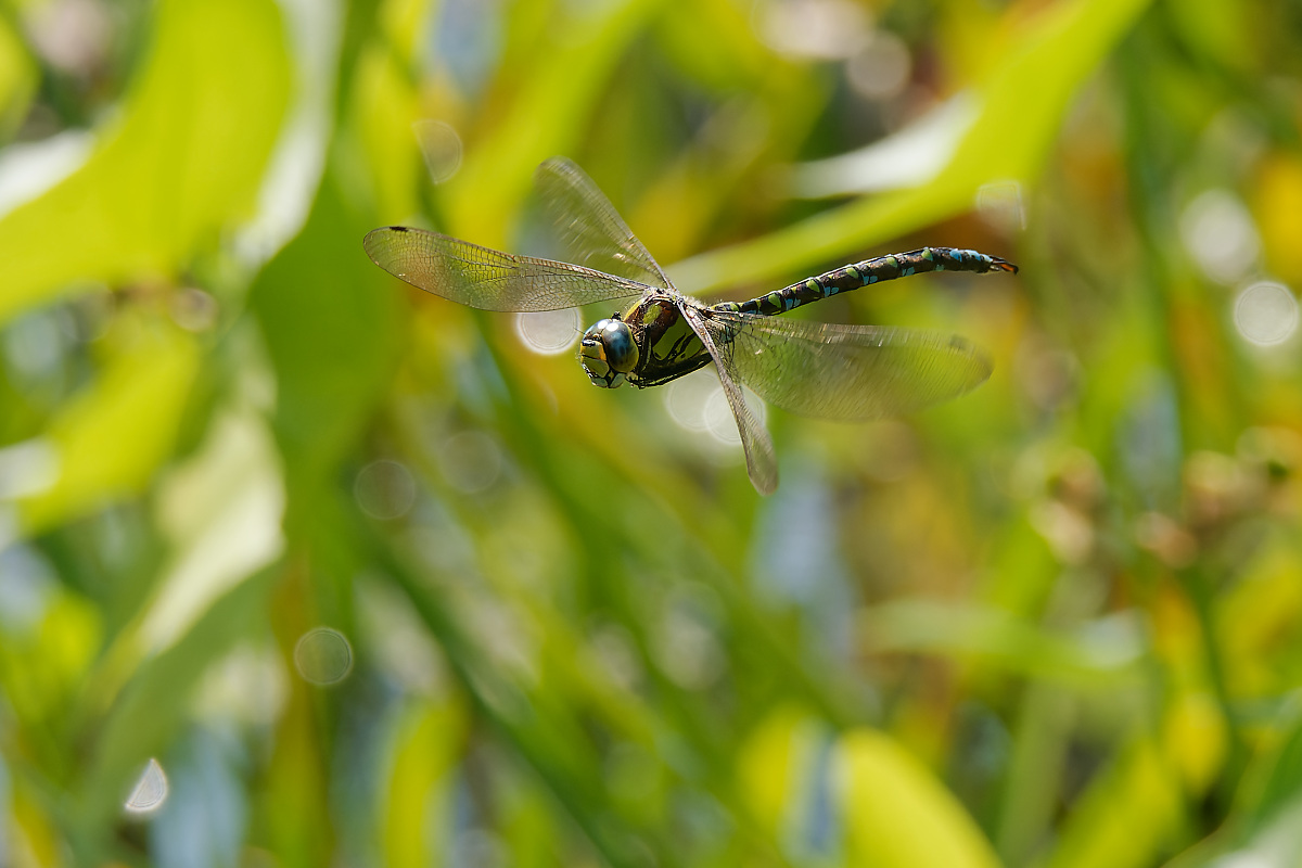 N9020573nikon.jpg