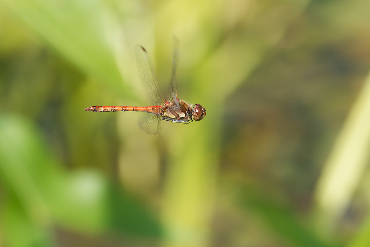 N9050694nikon.jpg
