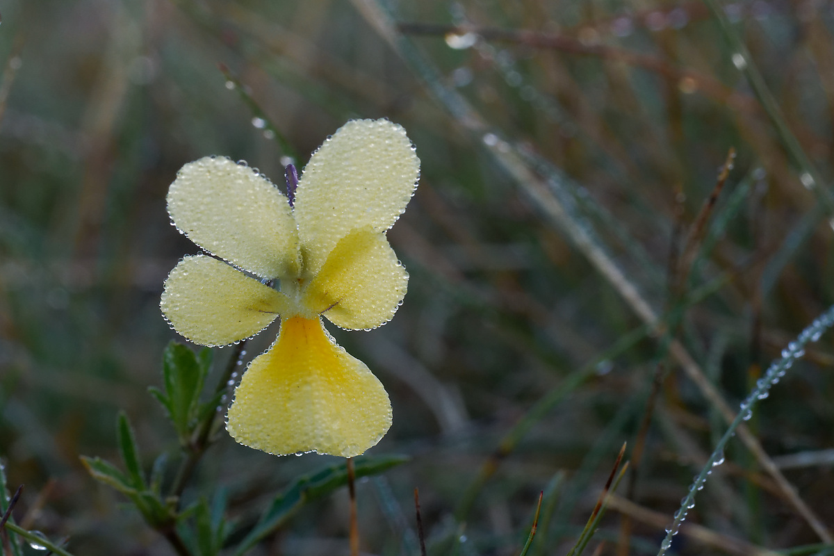 N9067122nikon.jpg