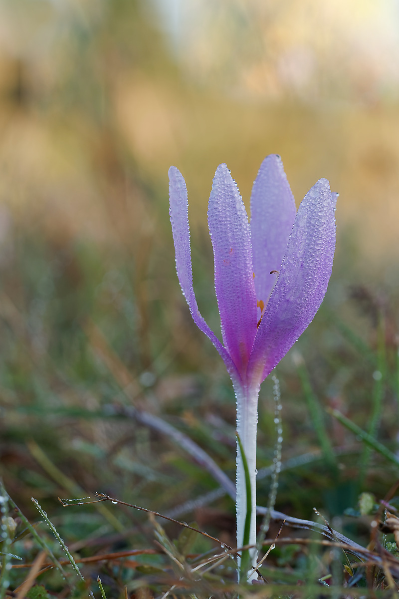 N9067143nikon.jpg