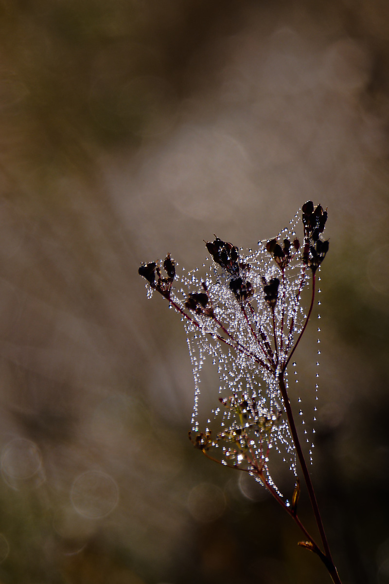 N9067171nikon.jpg