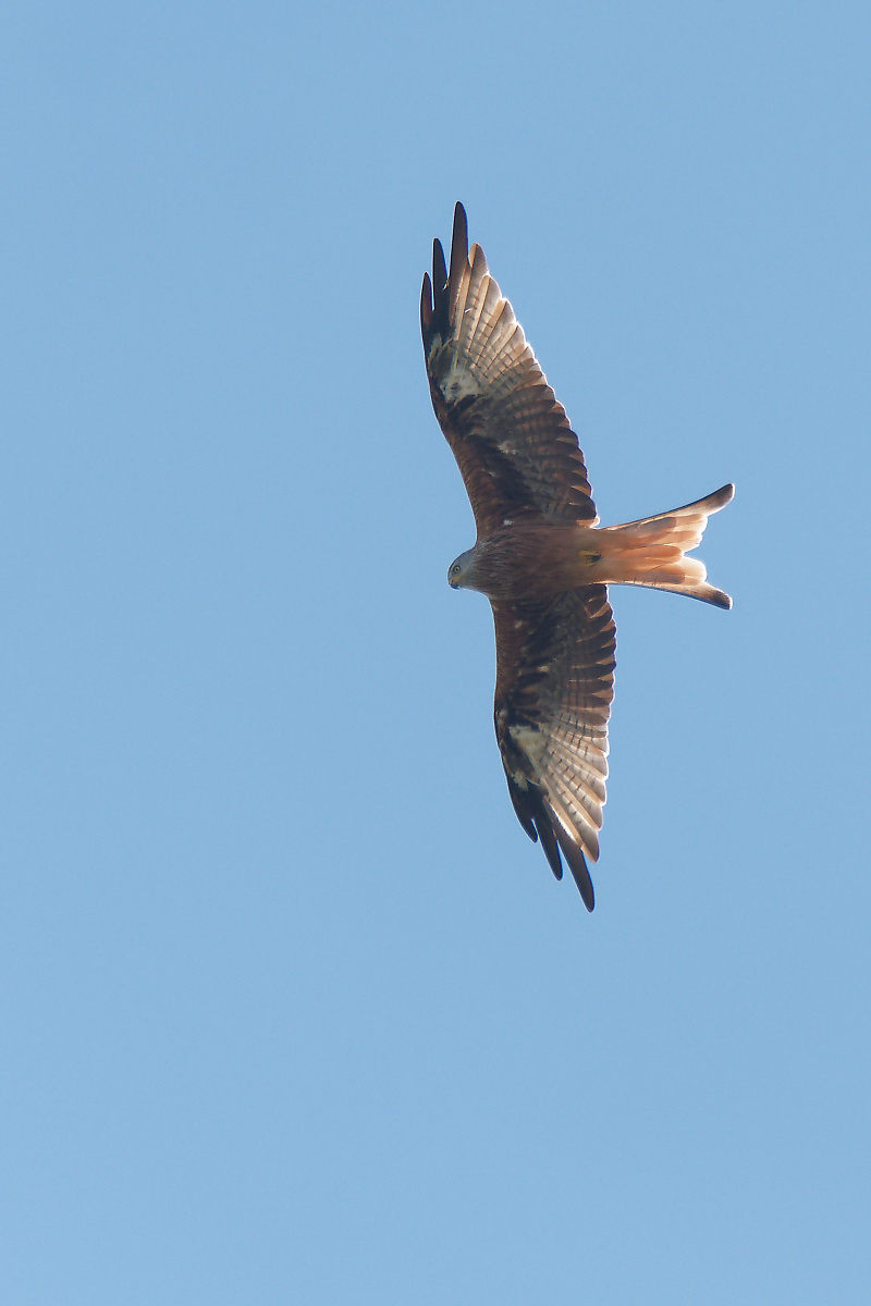 N9080991nikon.jpg