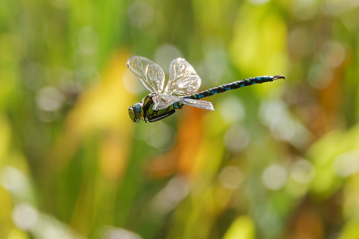 N9117532nikon.jpg