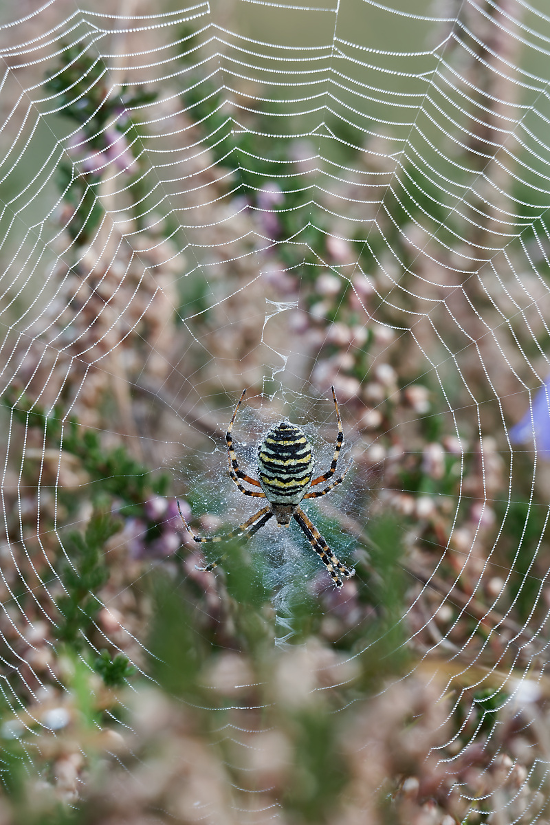 N9221871nikon.jpg
