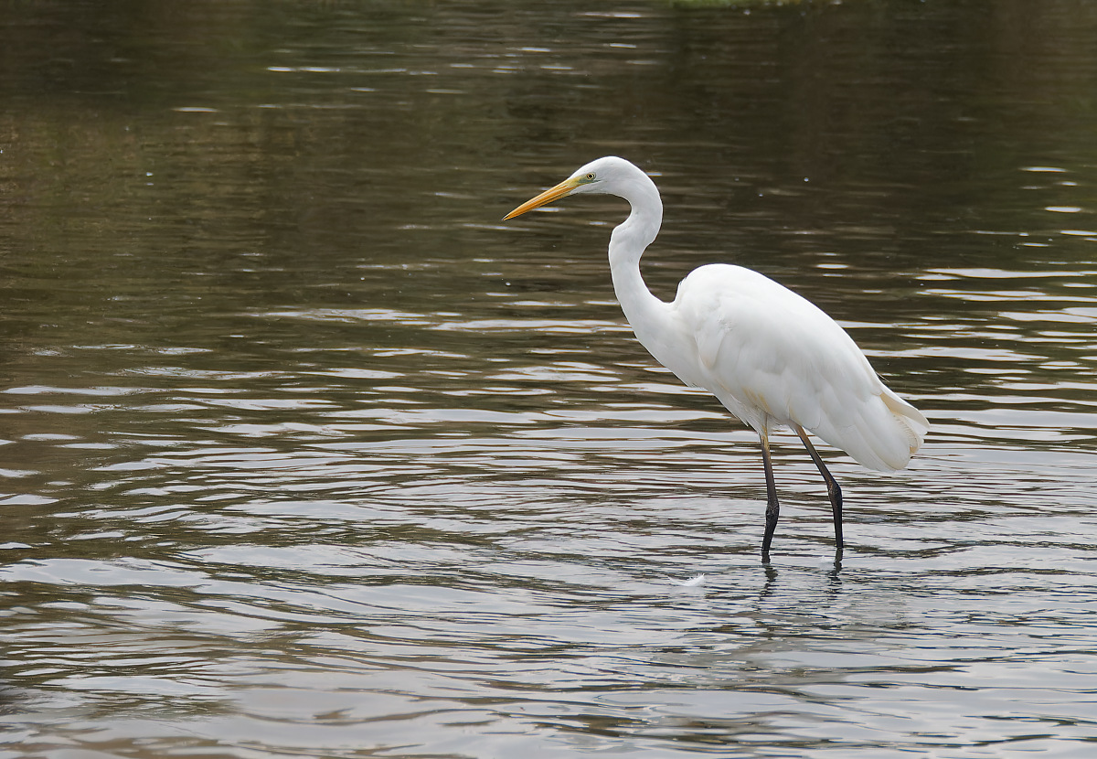 N9268227nikon.jpg