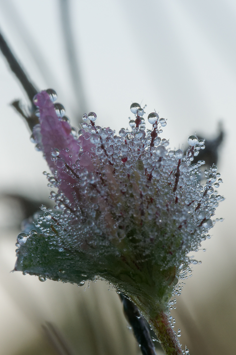 N9292367nikon.jpg