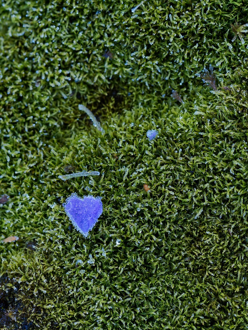 N9292447nikon (Custom).jpg