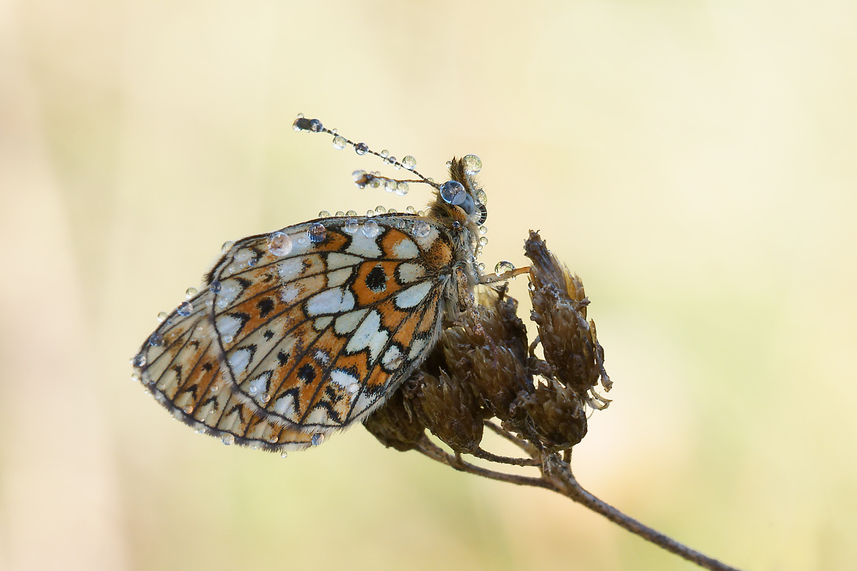 N9292523nikon.jpg