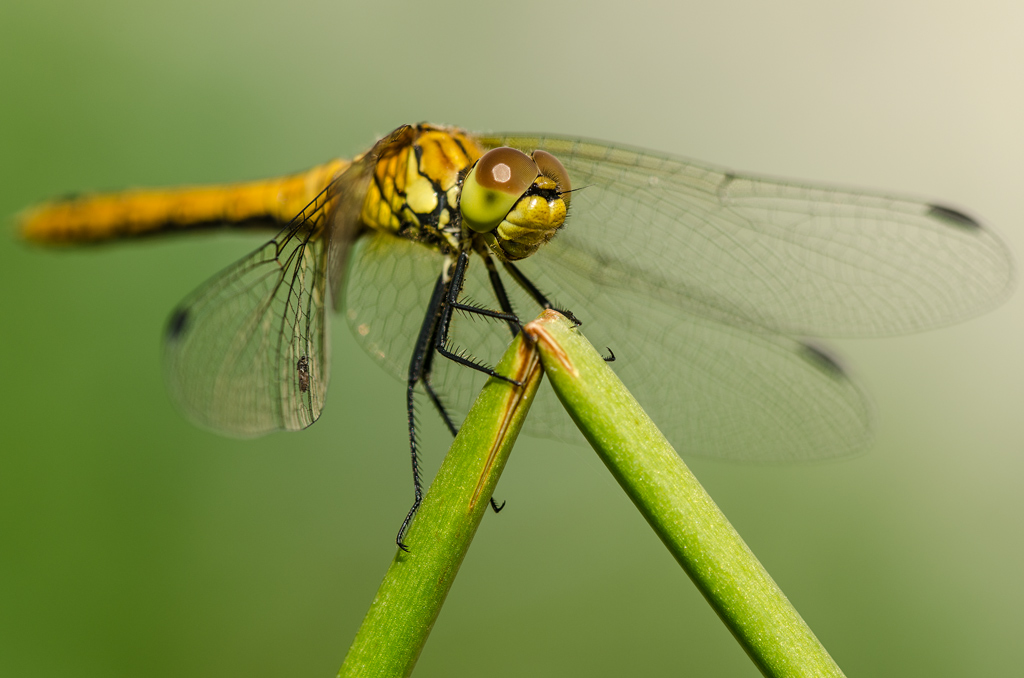 Na, gefall ich dir?

Heute, 10°°, Nikon D7000 + Nikon AF Micro 4/200mm, f11, SVA;

Bildbearbeitung: Kontrast und Schärfe optimiert, konvertiertes Raw;