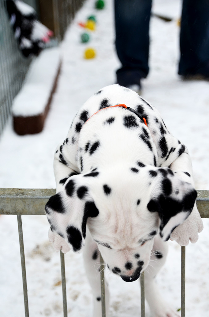 Na nu wo ist der Schnee