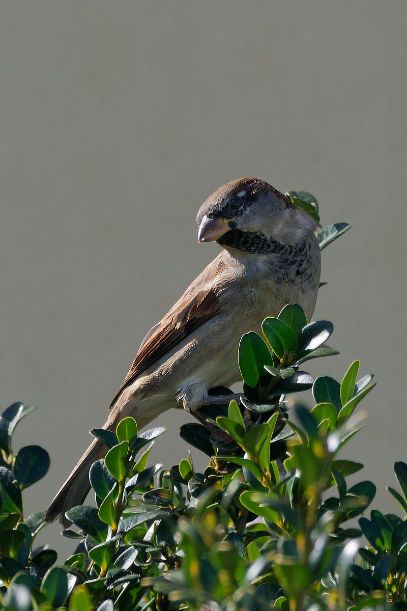 NA052666nikon.jpg