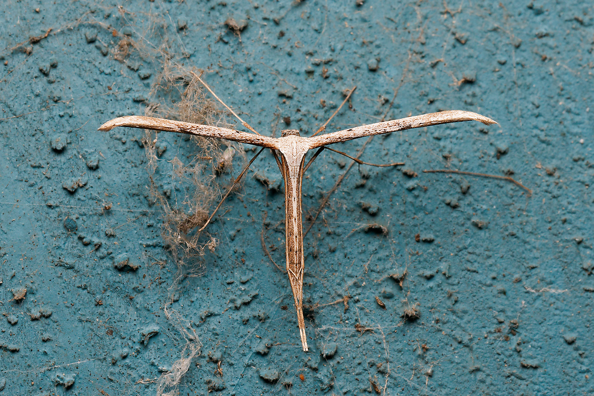 NA252836nikon.jpg
