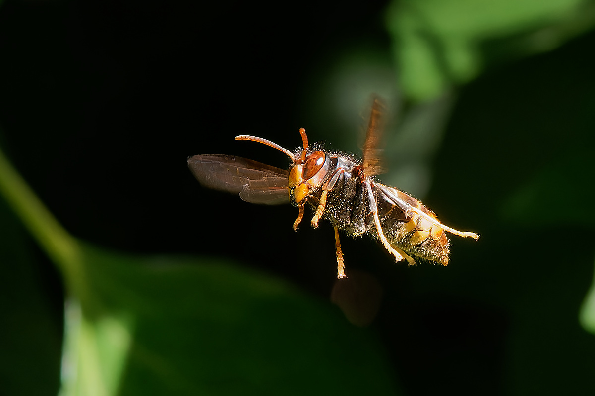 NA262942nikon.jpg