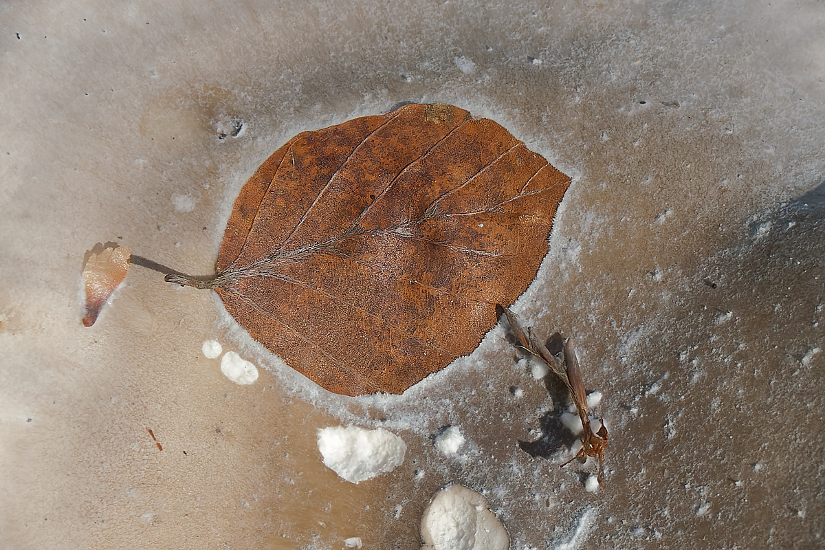 NA313217nikon-1.jpg