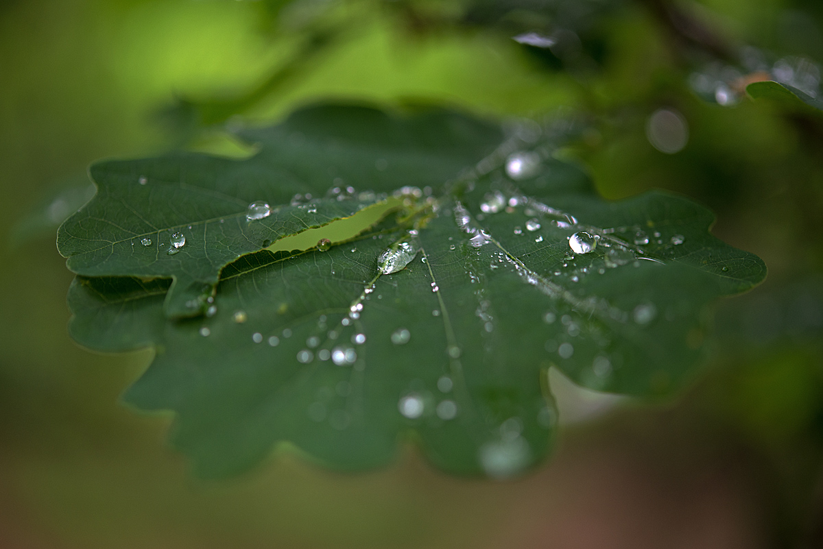 Nach dem Regen 2