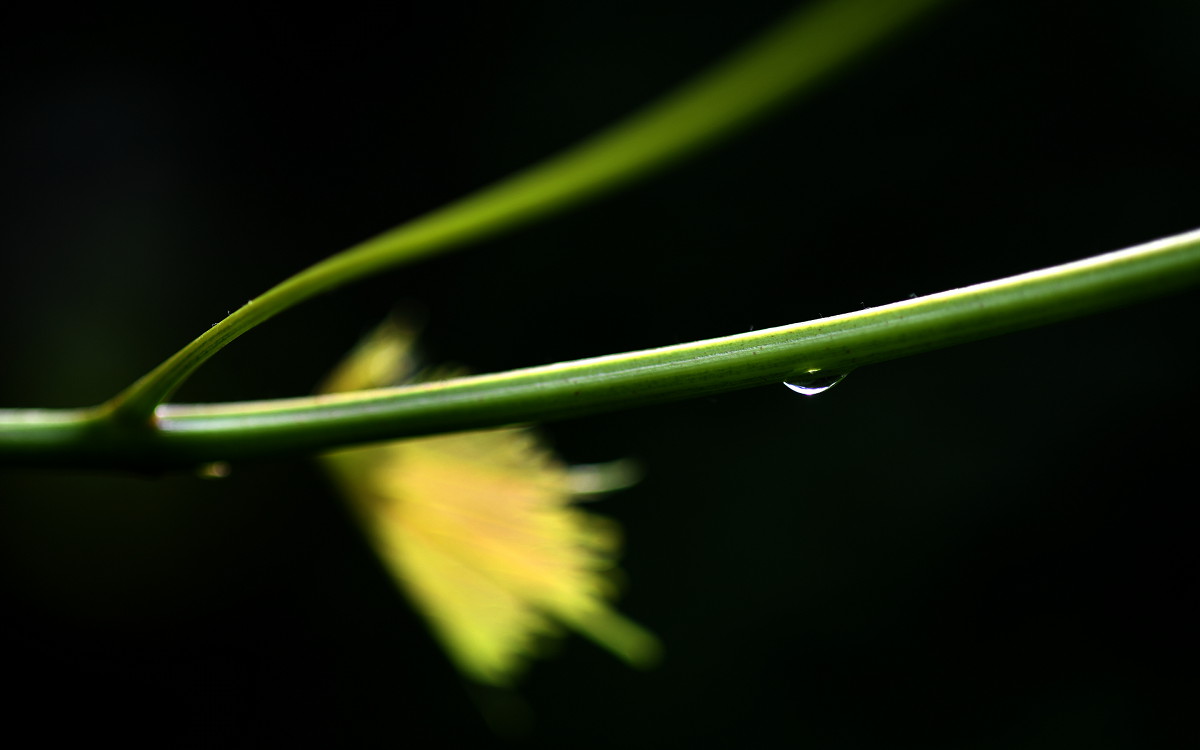 Nach dem Regen