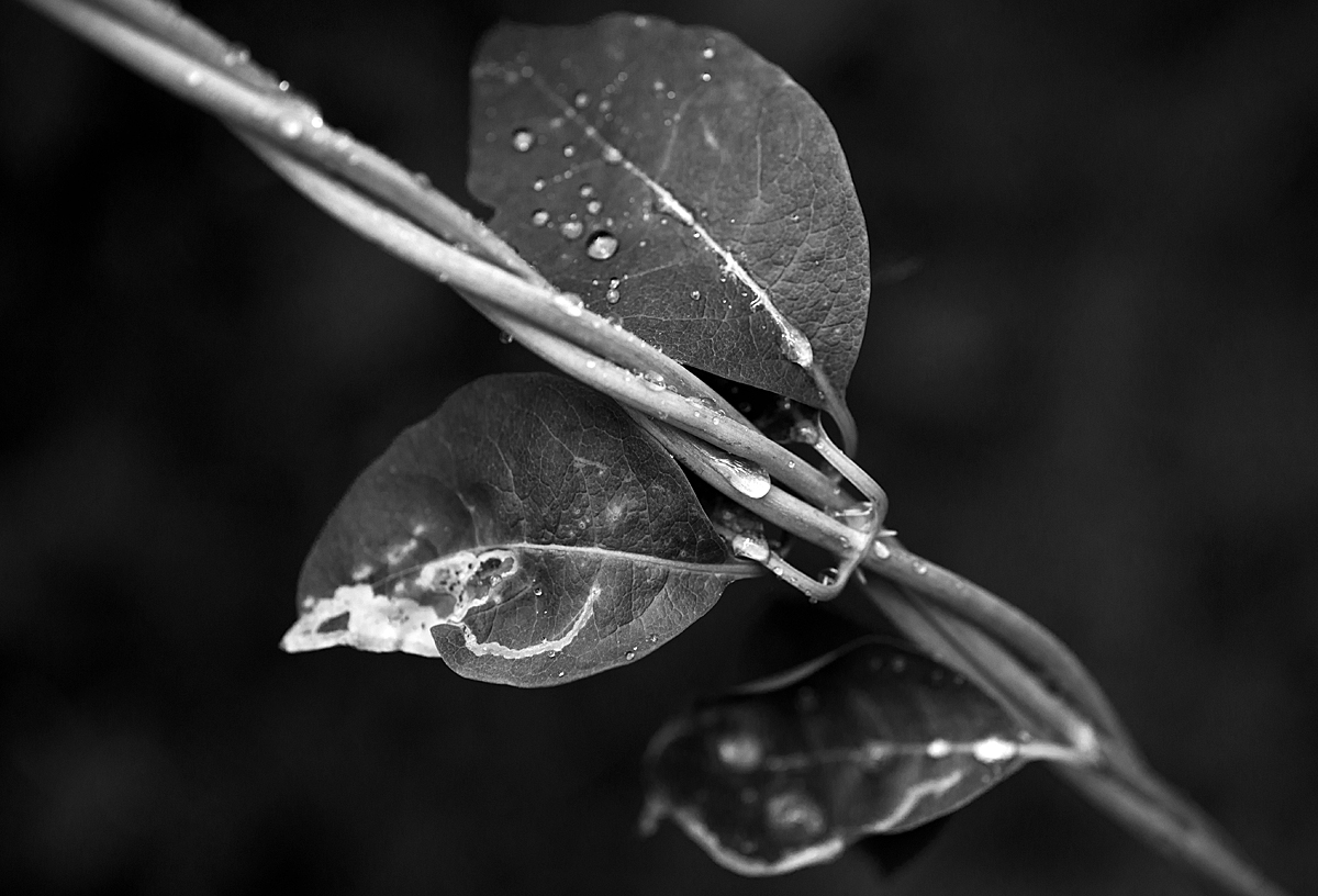 Nach dem Regen