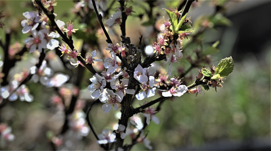 Nach der Blüte folgt das Blatt.jpg
